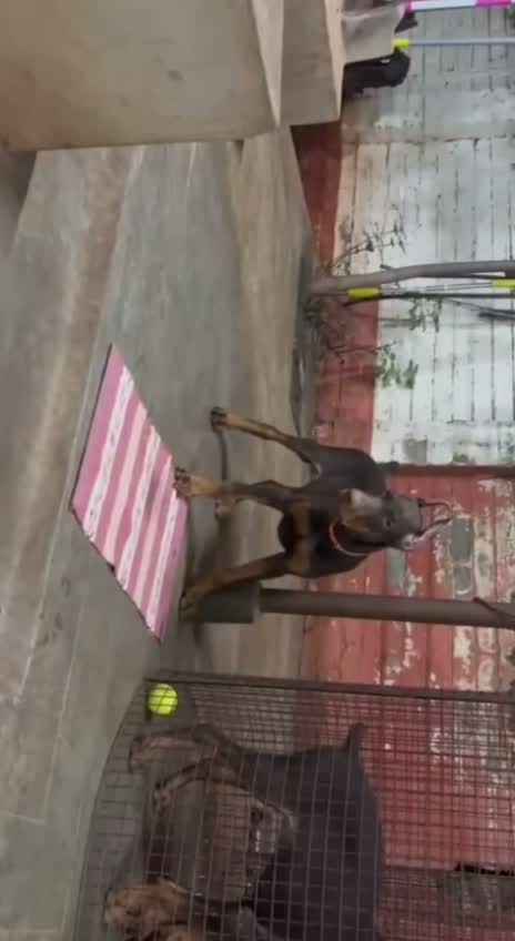 European Doberman Puppy | Black & Tan, farm video