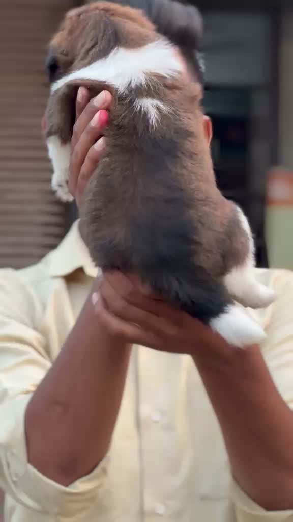Shih Tzu | Black Color, farm video