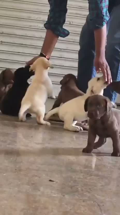 Dachshund Puppy | Brown & Tan, farm video