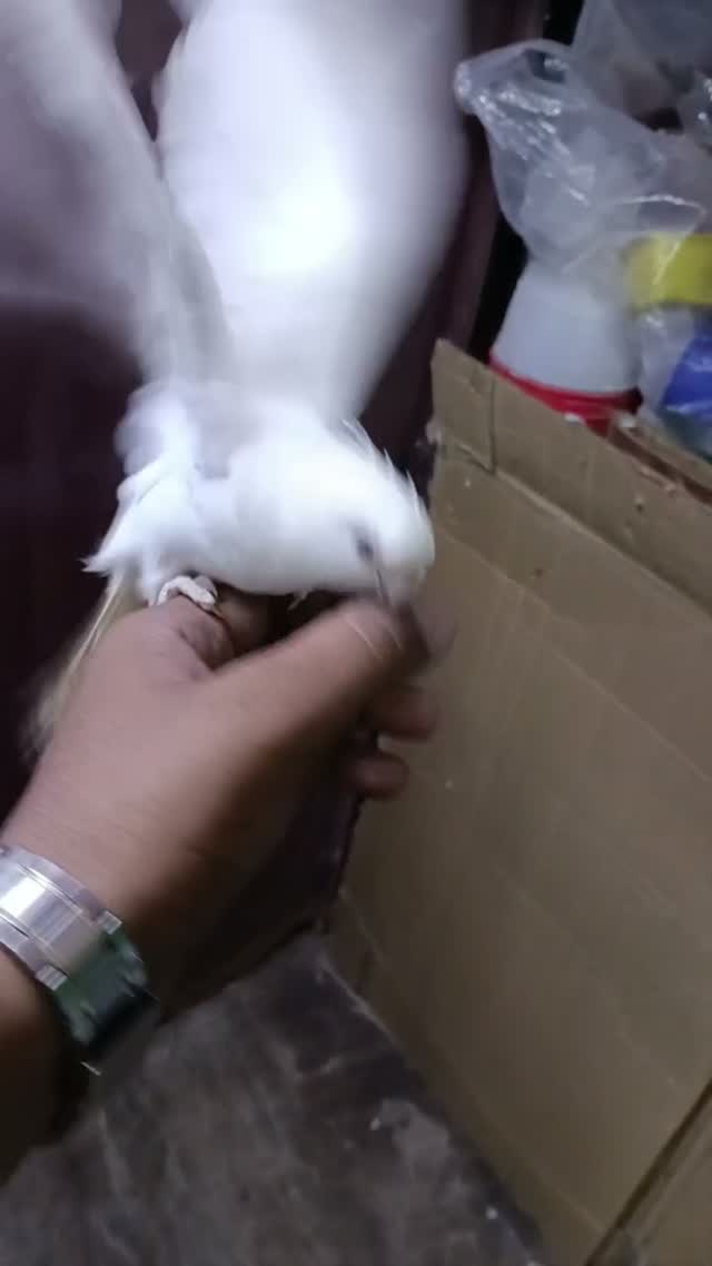 Cockatiel | Pied, farm video