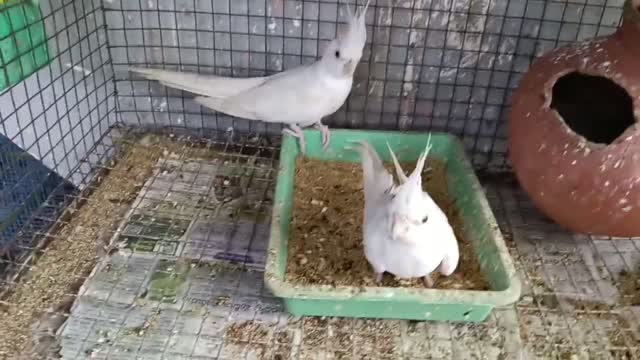 Cockatiel | Pied, farm video
