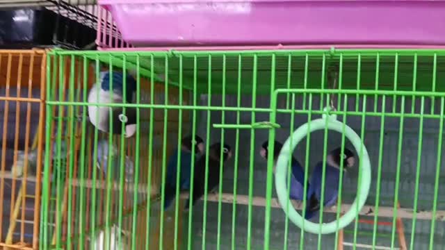 African Love Birds | Opaline, farm video