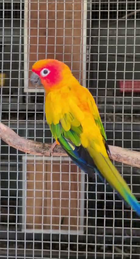 Sun Conure, farm video