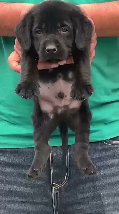Beagle Black & Tan Puppy, farm video
