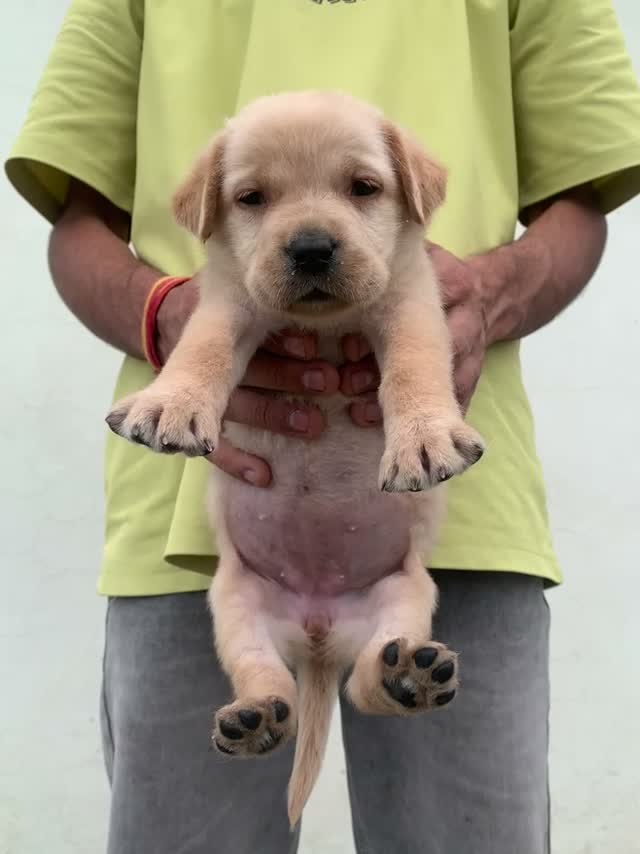 Dachshund Puppy | Brown, farm video