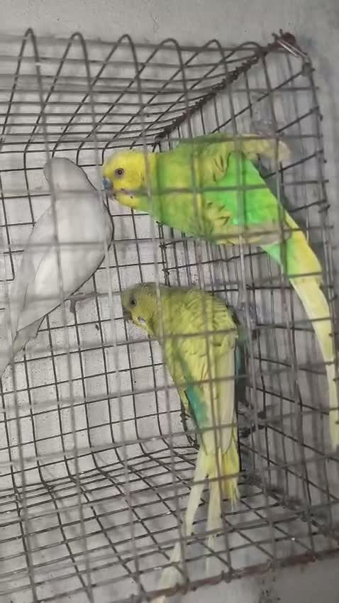 Budgies | Fallow, farm video