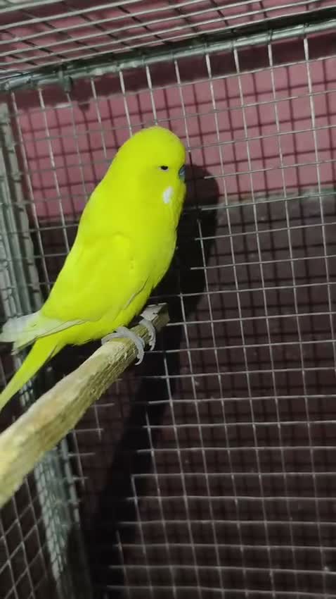 Budgies | Fallow, farm video