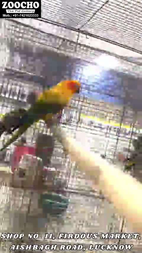 Sun Conure, farm video