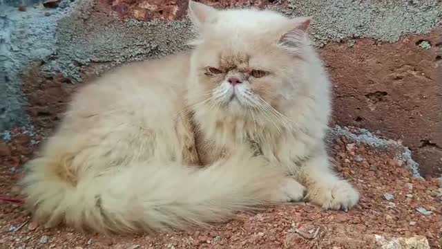 Persian, farm video