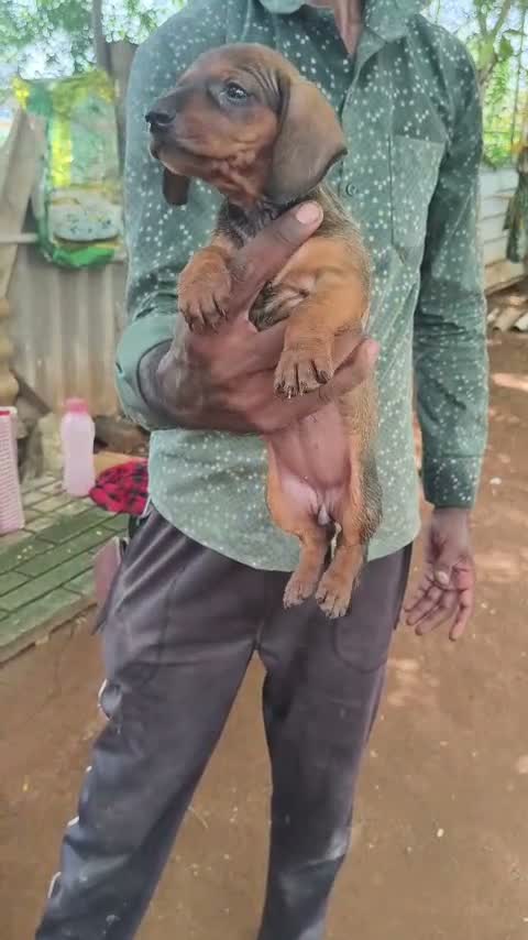 Dachshund Puppy | Brown, farm video