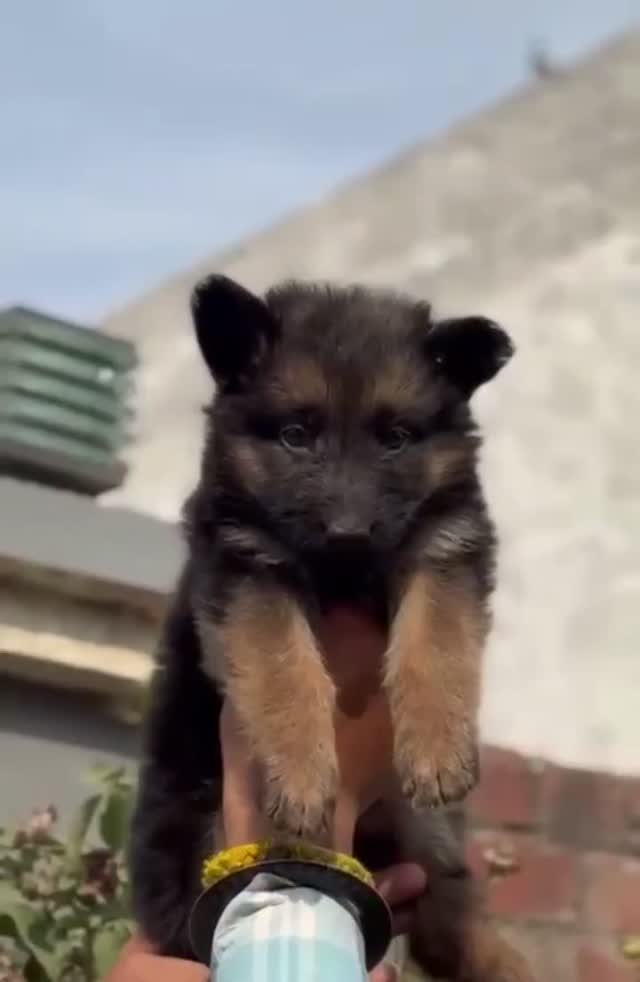 German Shepherd Puppy, farm video