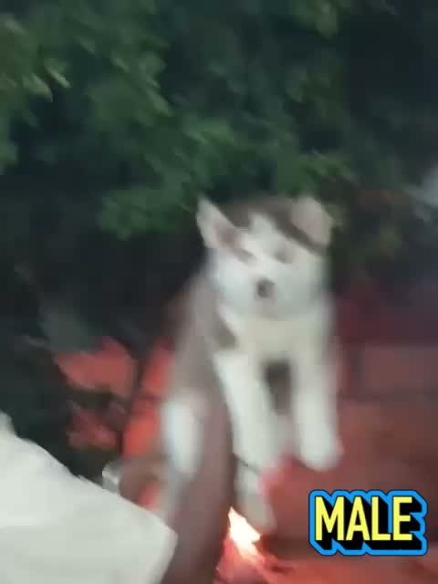 Siberian Husky Puppy | Black & White Color, farm video