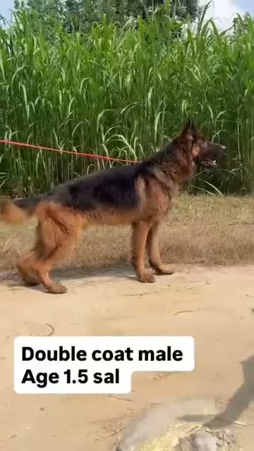 German Shepherd Puppy, farm video