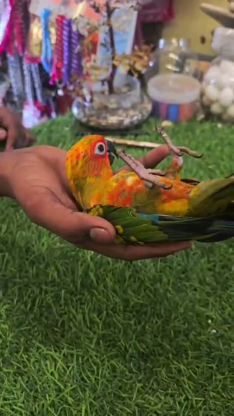 Sun Conure, farm video