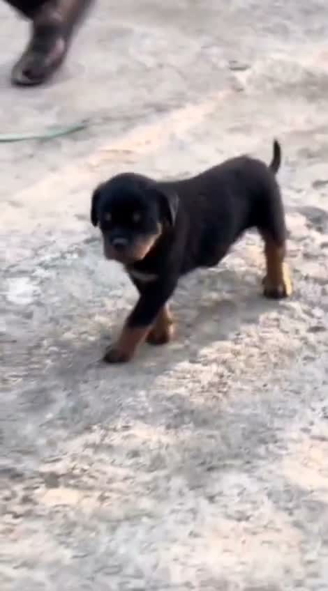 Rottweiler Puppy, farm video