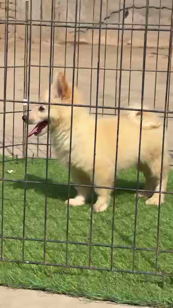 Pomeranian Puppy, farm video