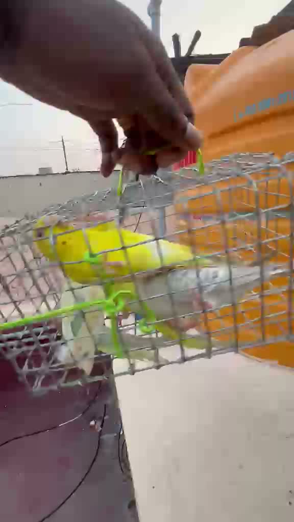 African Love Birds, farm video