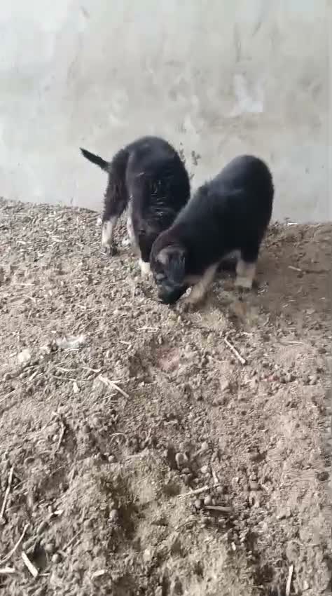 German Shepherd Puppy, farm video