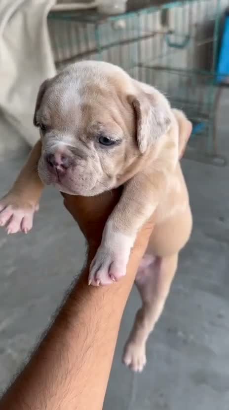 American Bully XXL Size Puppy, farm video