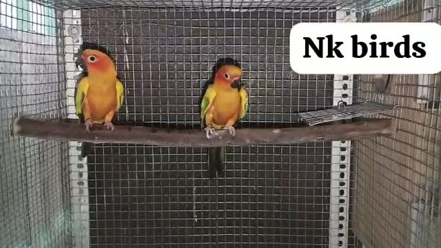 Sun Conure, farm video