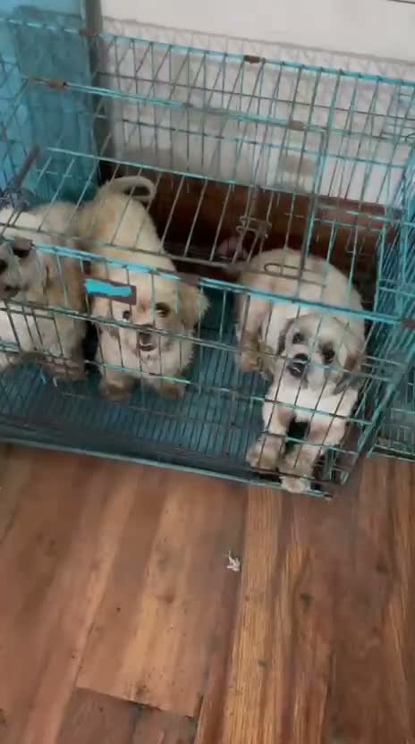 Dachshund Puppy | Brown, farm video