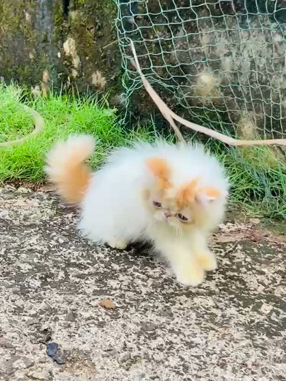 Dachshund Puppy | Brown & Tan, farm video