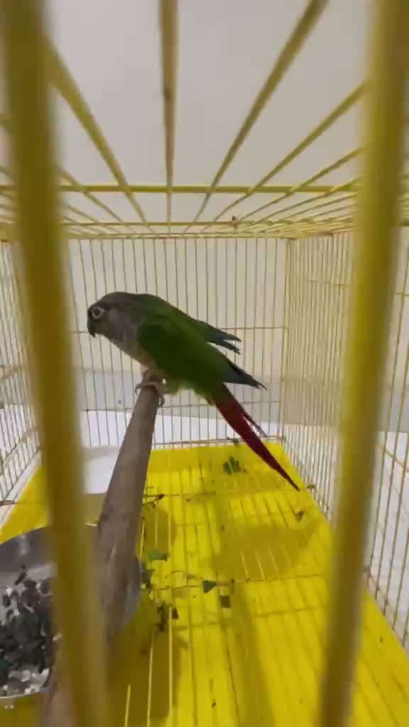 Small Cheek Conure, farm video