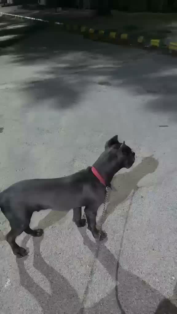 Cane Corso Puppy, farm video
