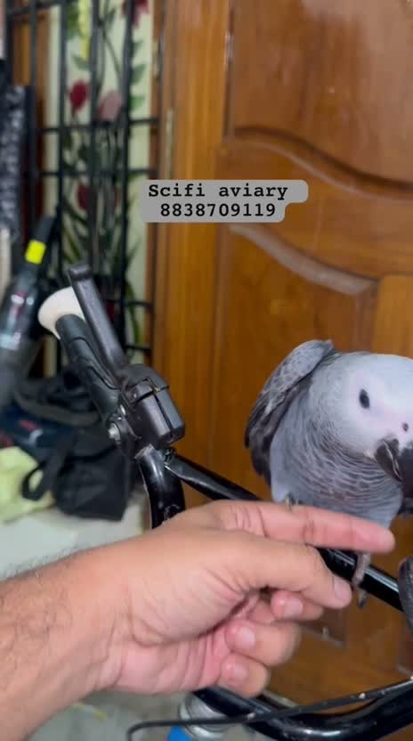 African Grey Parrot, farm video