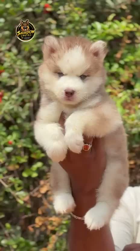 Siberian Husky Puppy | Black & White Color, farm video