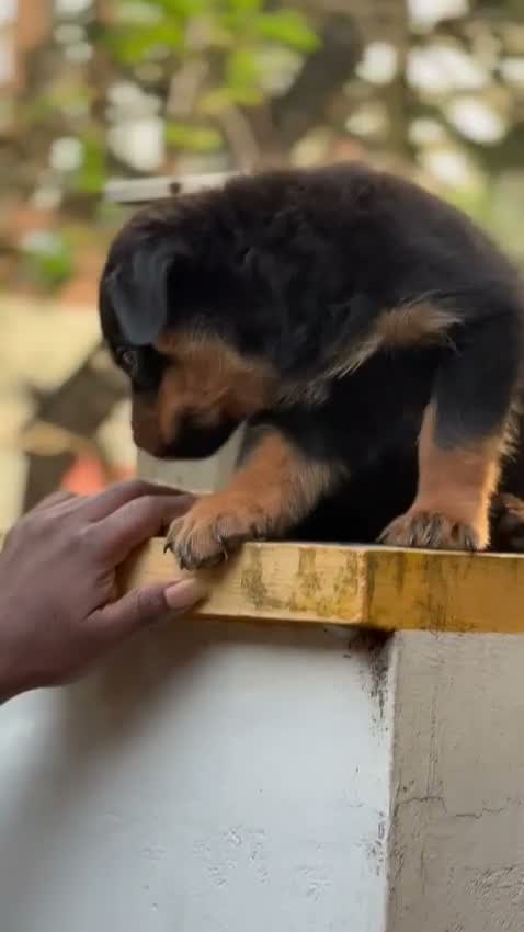Rottweiler Puppy, farm video