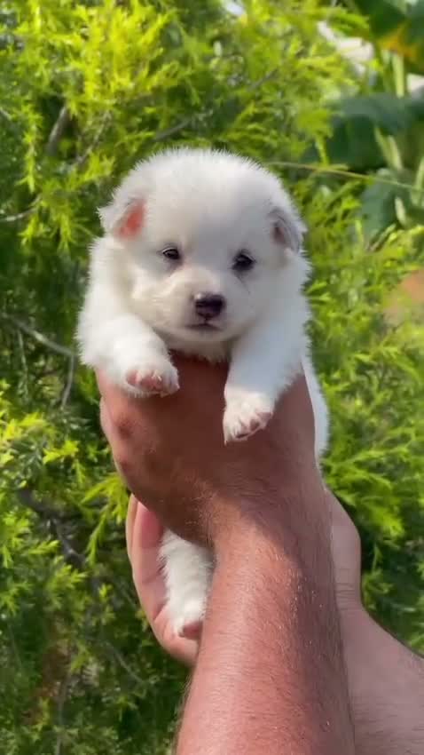Culture Pom Puppy, farm video