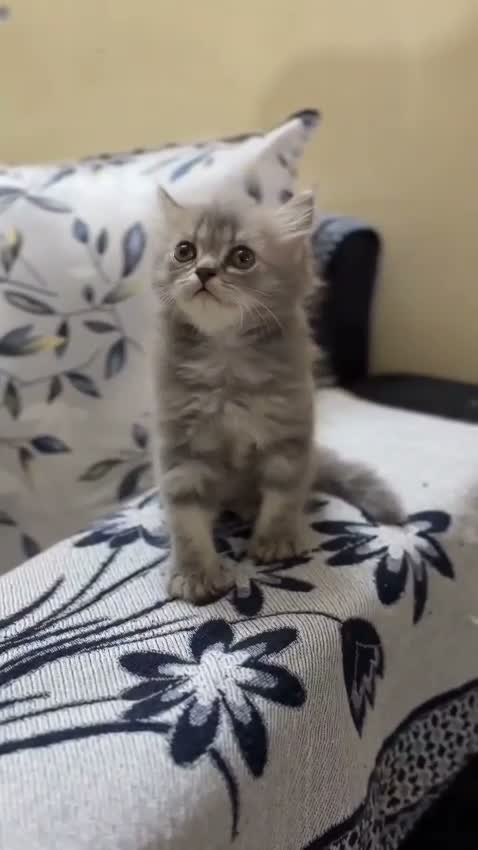 Persian, farm video