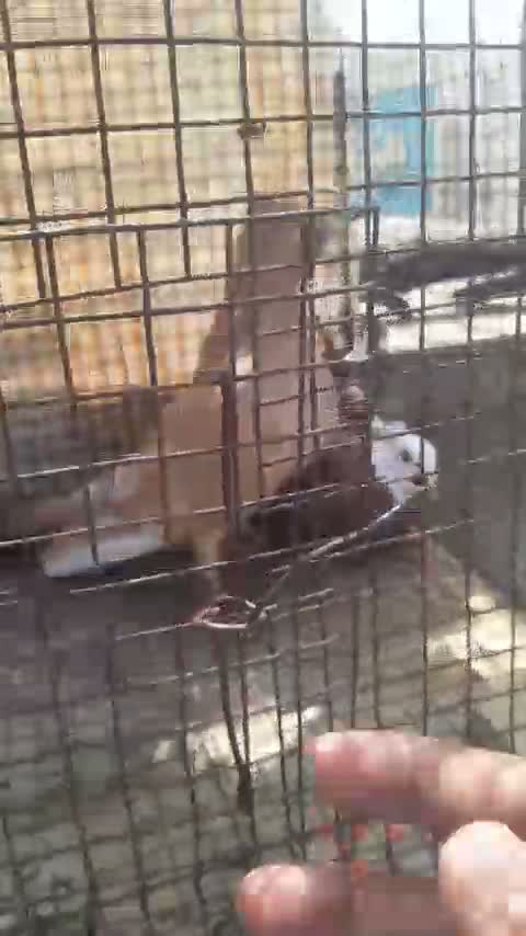 Homer Pigeon, farm video