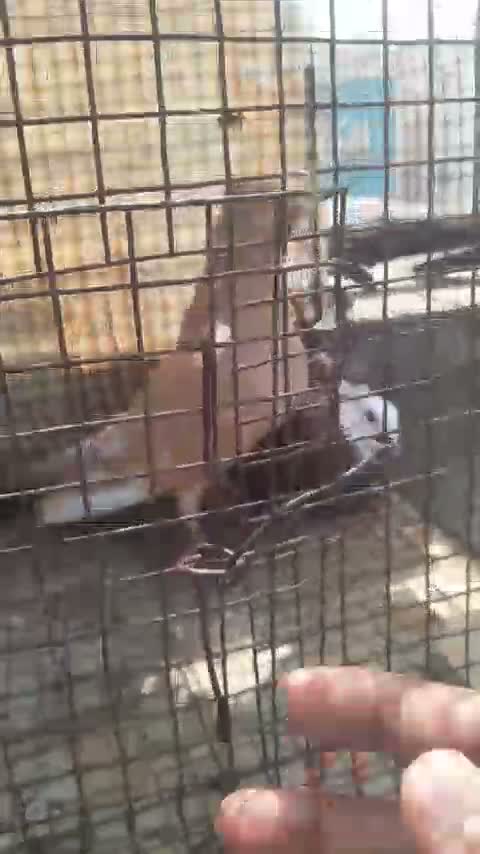 Homer Pigeon, farm video