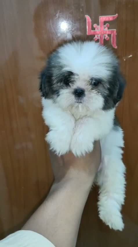 Shih Tzu | Black Color, farm video