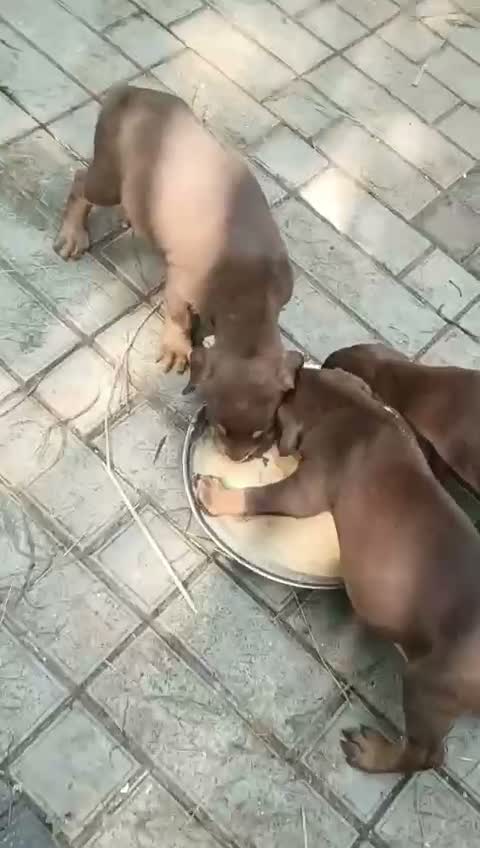 Doberman Pinscher Puppy | Brown & Tan, farm video