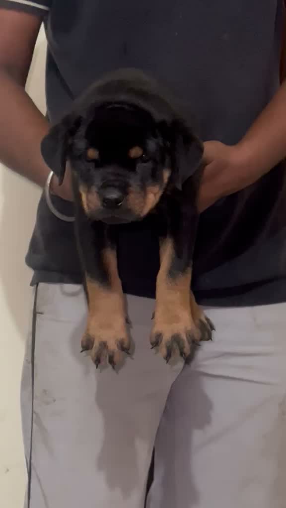 Rottweiler Puppy, farm video