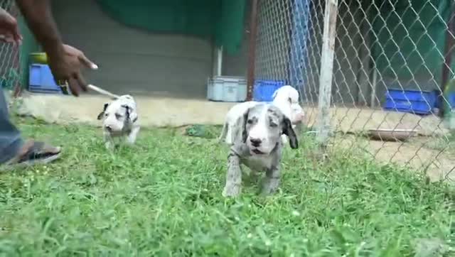 Dachshund Puppy | Brown, farm video