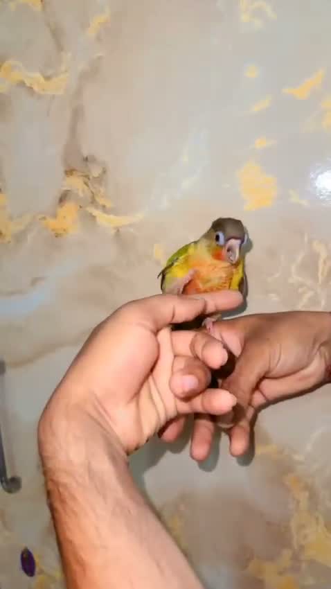 Small Cheek Conure, farm video