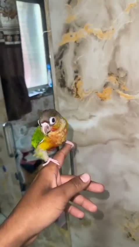 Small Cheek Conure, farm video