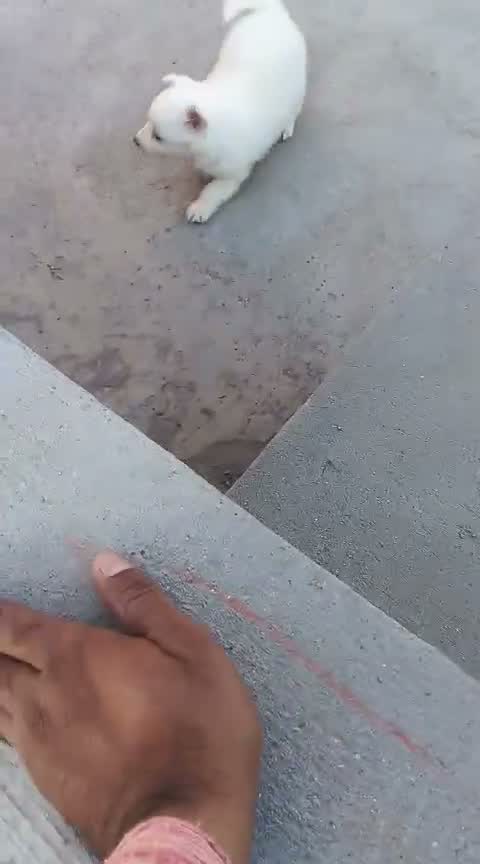 Pomeranian Puppy, farm video