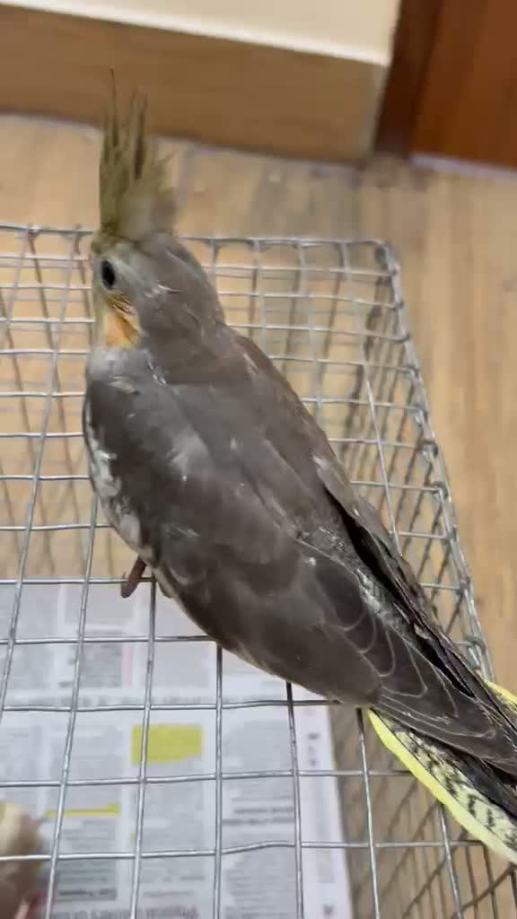 Cockatiel | Pied, farm video