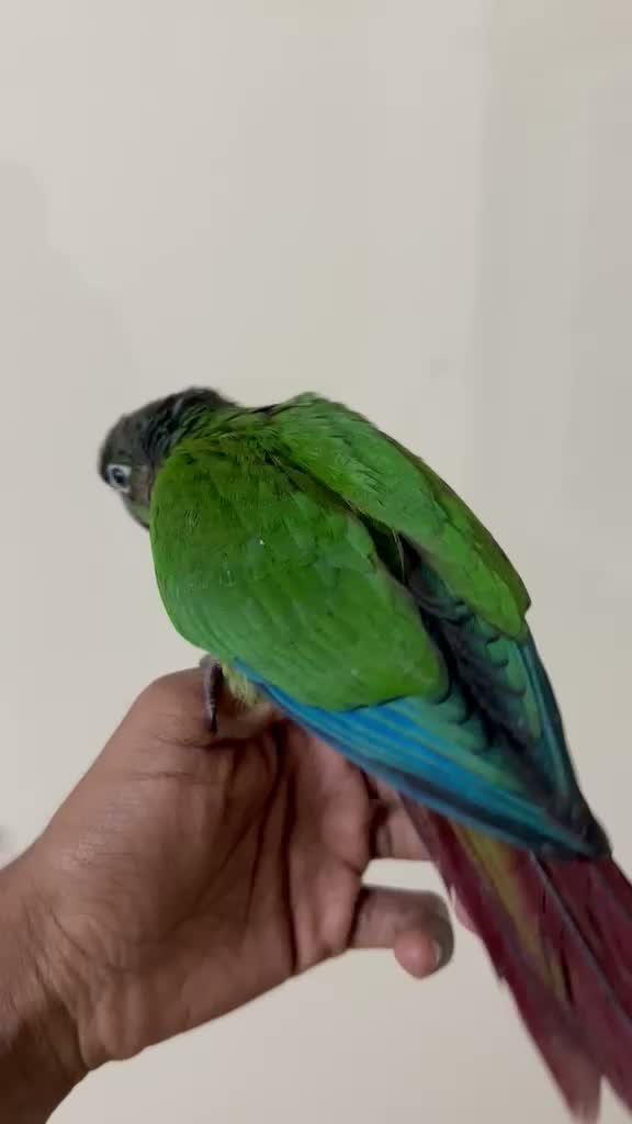 Small Cheek Conure, farm video