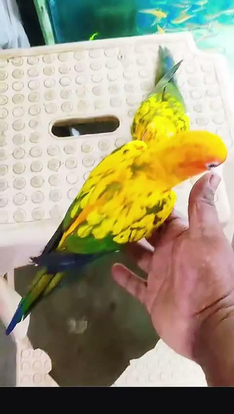 Sun Conure, farm video