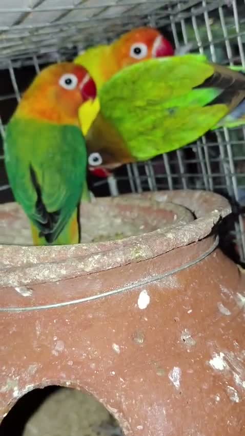 African Love Birds | Opaline, farm video