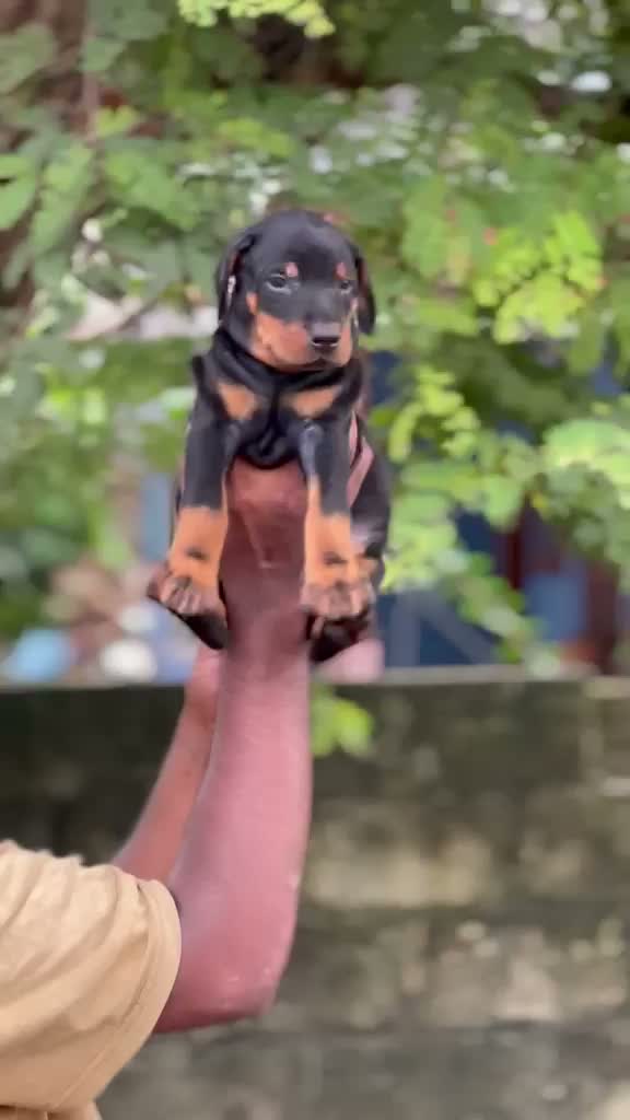 Doberman Pinscher Puppy, farm video