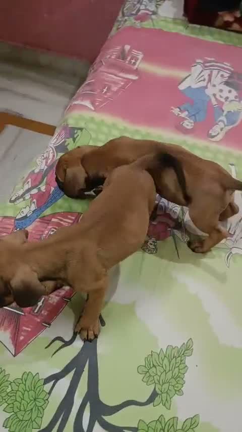 American Bully XL Size Puppy, farm video