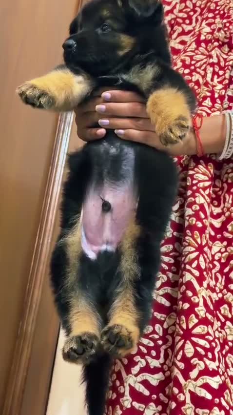 German Shepherd Puppy, farm video