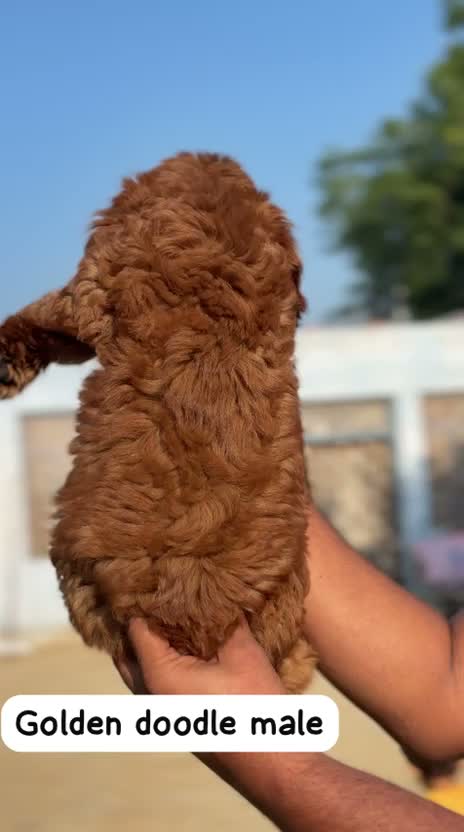 Doodle Puppy, farm video